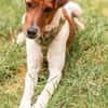 Foxi, lebensfroher Foxterriermix, ca.2J