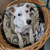 Colliemix Mable sucht eine Familie