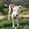 Colliemix Mable sucht eine Familie