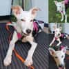 Colliemix Mable sucht eine Familie