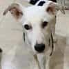 Colliemix Mable sucht eine Familie