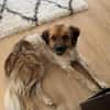 Milky - Zuhause gesucht