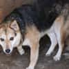 Scotty - sucht dringend ein Zuhause!