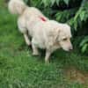 Shorty sucht sein Zuhause