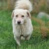 Shorty sucht sein Zuhause