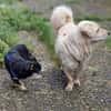 Shorty sucht sein Zuhause