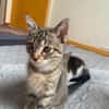 2 liebe Katzenmädchen aus dem Tierschutz suchen dringend