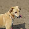 MAJA sucht ruhiges Zuhause mit Hundeerfahrung