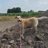 MAJA sucht ruhiges Zuhause mit Hundeerfahrung