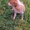 Bragi 1-2 Jahre sucht seine Menschen