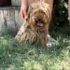 Timna liebe Hundeomi sucht Zuhause