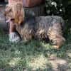 Timna liebe Hundeomi sucht Zuhause