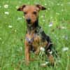 MISS JESSY, treue Begleiterin mit Charme