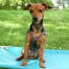 MISS JESSY, treue Begleiterin mit Charme