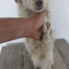 Simba 30 cm (Pflegestelle)