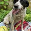 Dalia, Hunde-Omi sucht neues Zuhause
