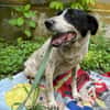 Dalia, Hunde-Omi sucht neues Zuhause