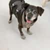Small Ira, ruhige Hundeomi, ca. 15 Jahre,*in 55271*
