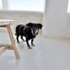Small Ira, ruhige Hundeomi, ca. 15 Jahre,*in 55271*