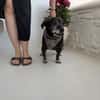 Small Ira, ruhige Hundeomi, ca. 15 Jahre,*in 55271*