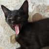 FOUT