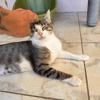 MIMI