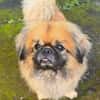 CAPUCINE