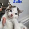 Bulle