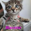 Biscotte