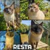 RESTA