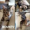 BOUNTY