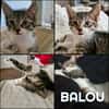 BALOU