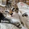 BALOU