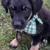 scooby
