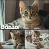 BANZAI