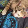 leone