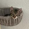 Katzenjunge Chui sucht liebevolle Menschen