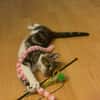 Katzenjunge Chui sucht liebevolle Menschen