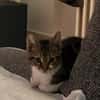 Katzenjunge Chui sucht liebevolle Menschen