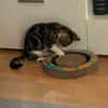 Katzenjunge Chui sucht liebevolle Menschen