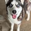 wunderschöne Husky Hündin sucht Zuhause