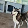 wunderschöne Husky Hündin sucht Zuhause