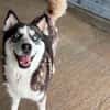 wunderschöne Husky Hündin sucht Zuhause