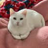 Annie sucht als Einzelkatze mit Garten/Freigang