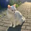 Annie sucht als Einzelkatze mit Garten/Freigang