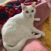 Annie sucht als Einzelkatze mit Garten/Freigang
