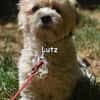 LUTZ