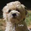 LUTZ