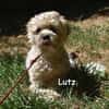 LUTZ