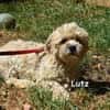 LUTZ